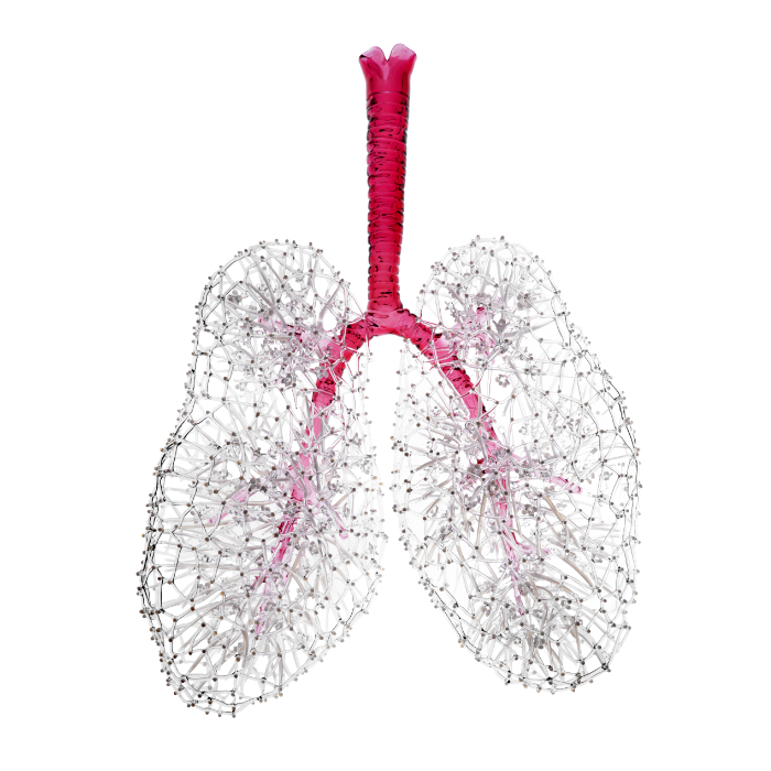 Flameworked glass lungs