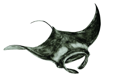 ‘Manta Ray’ (painted grisaille fired on float glass), made for a Shark Allies collaboration, 2021.