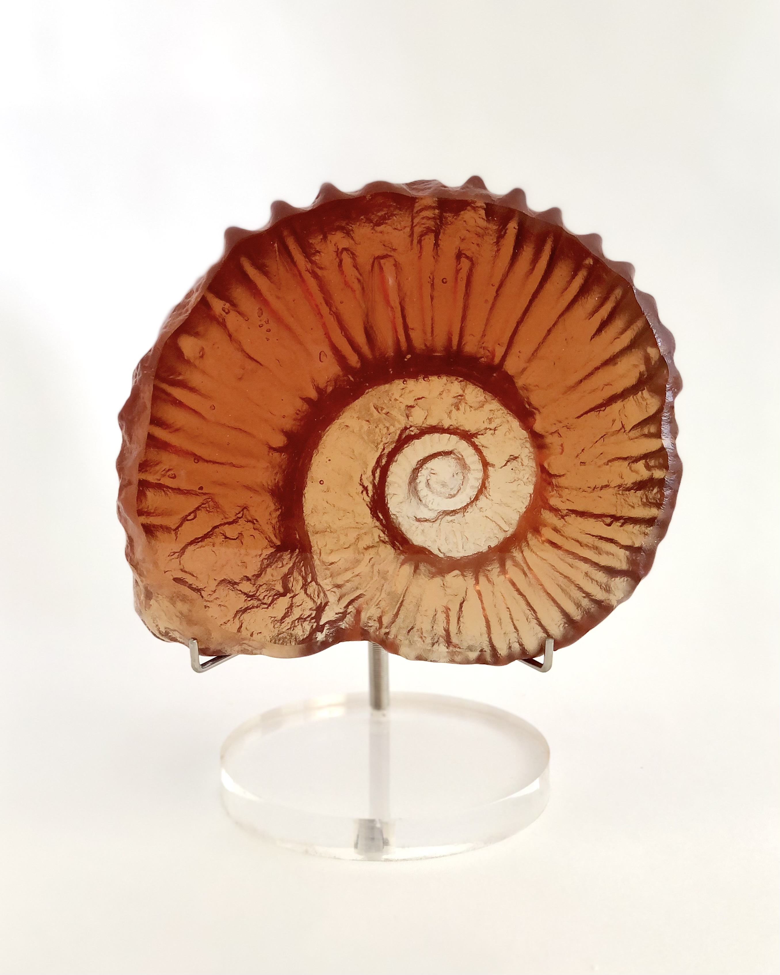 Ammonite