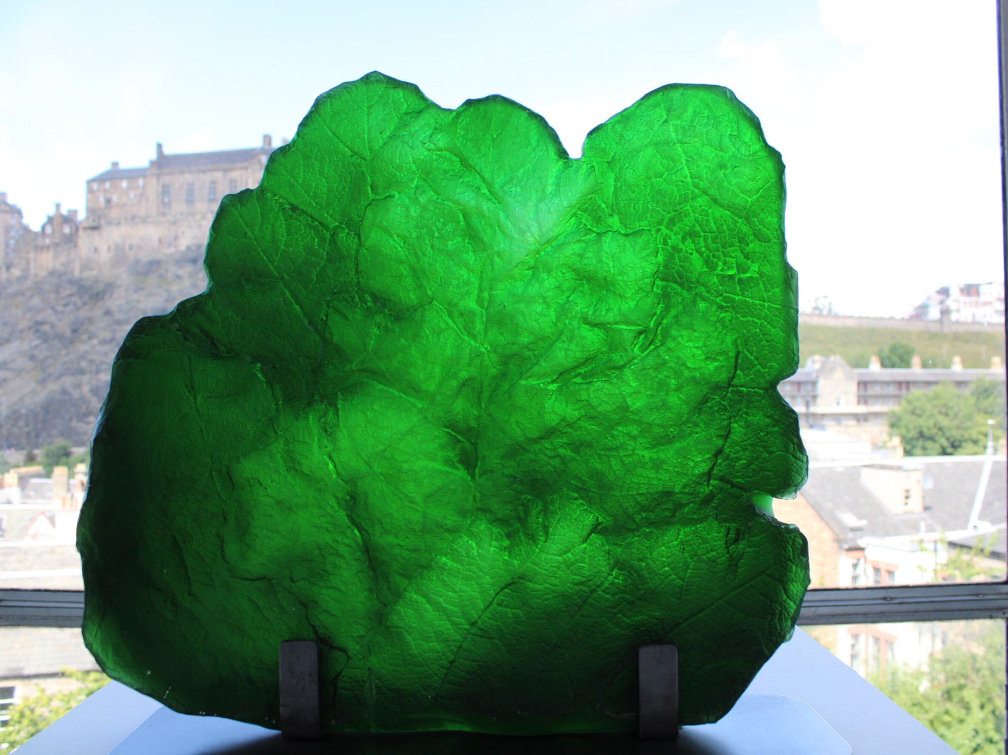 Gunnera Manicata 2021