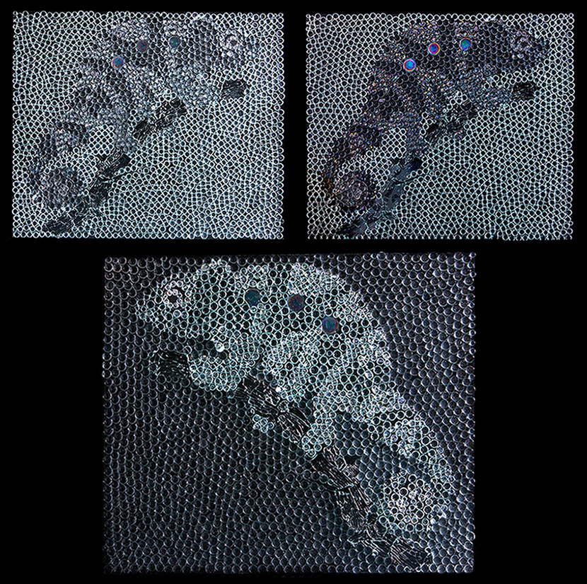 Hidden Within Plain Sight