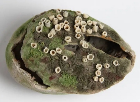 Nature in the Future Nature in the Future